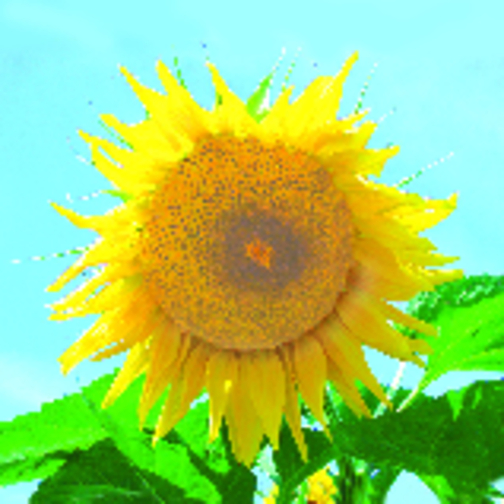 Business-Töpfchen Sonne , weiß, Kunststoff, Kokosfaser, Folie, Samen, Papier, 5,10cm (Höhe), Bild 2