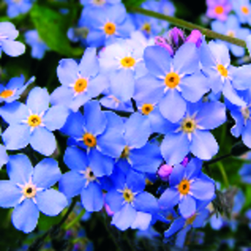Business Pot Forget-Me-Not, Immagine 2