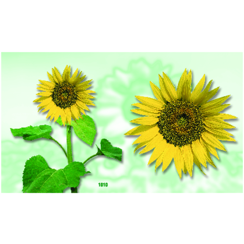 Klappkärtchen Sonne , gelb, Papier, Folie, Samen, 7,00cm x 8,00cm (Länge x Breite), Bild 3